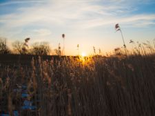 Der Sonnenuntergang am Deich